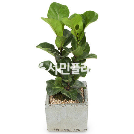 떡갈고무나무(고급분)