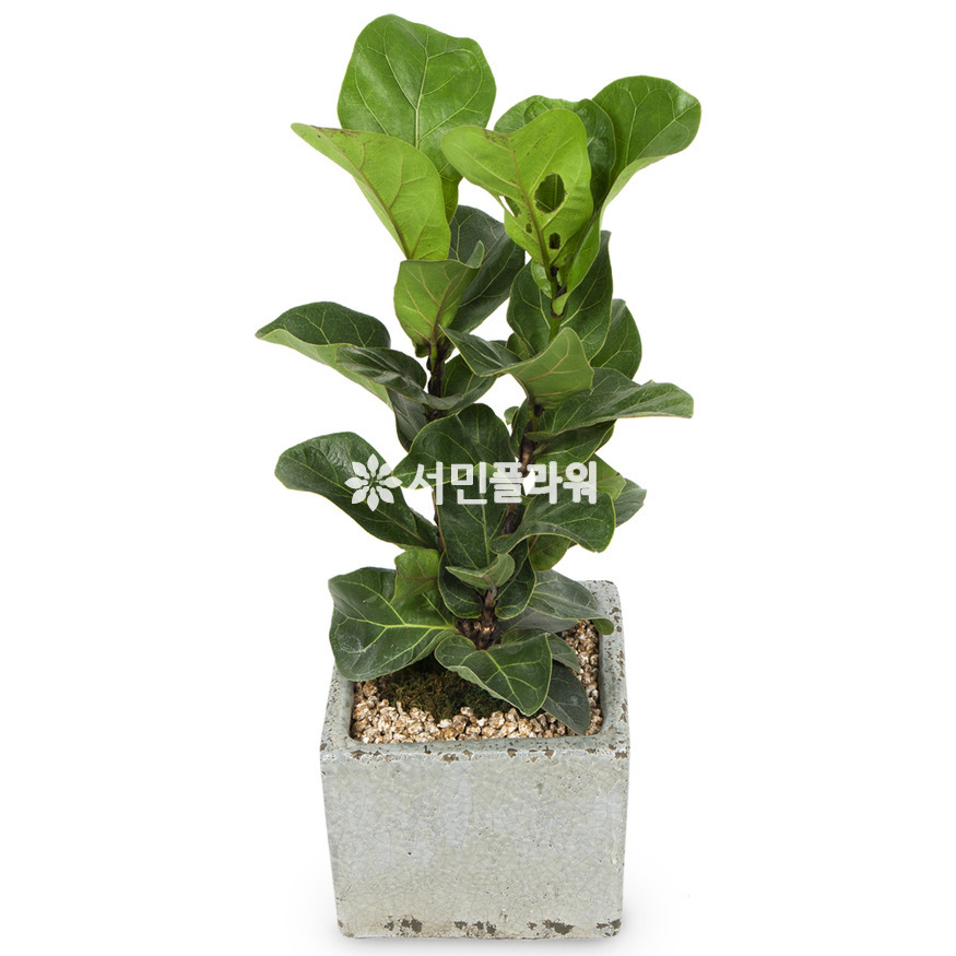 상세이미지