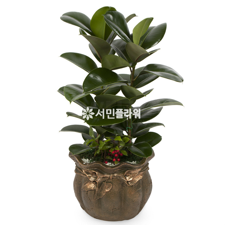 상세이미지