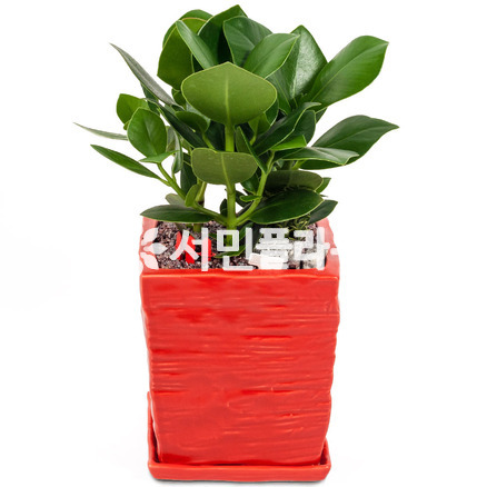 크루시아 미니