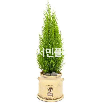 율마