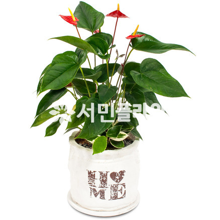 미니 안시리움
