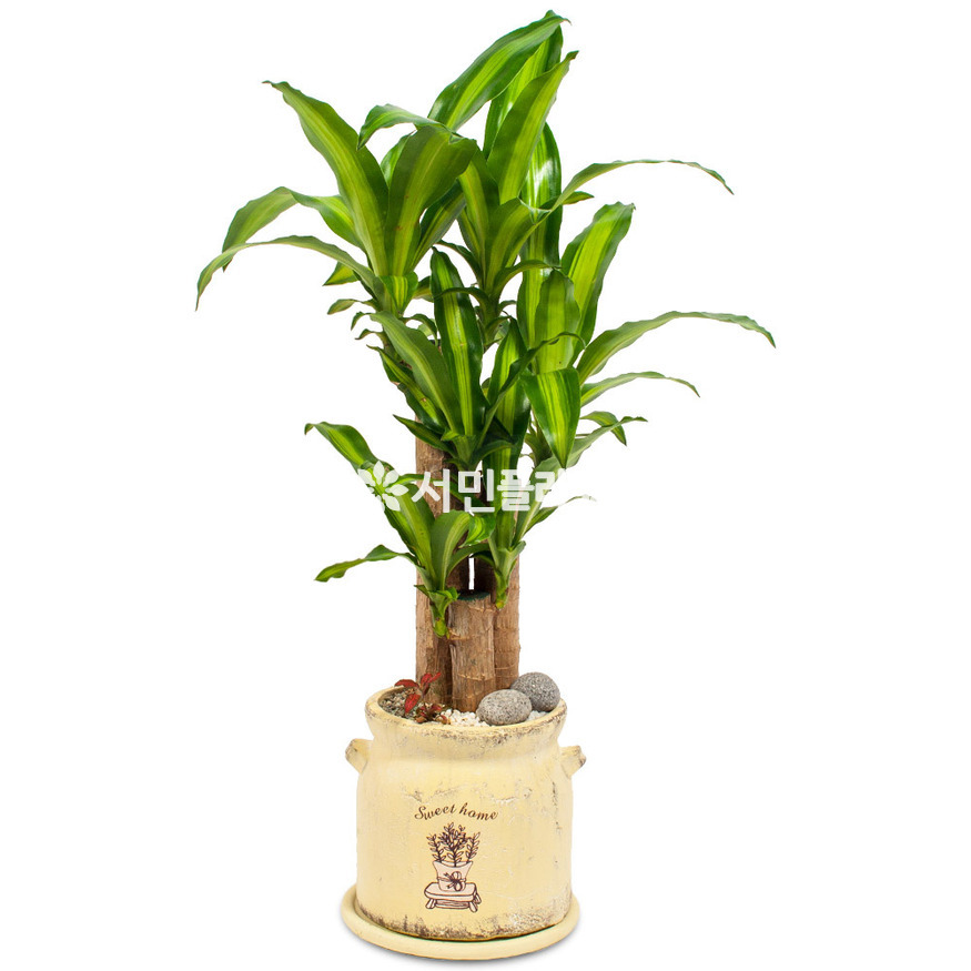 상세이미지