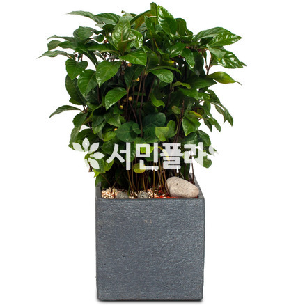 천냥금