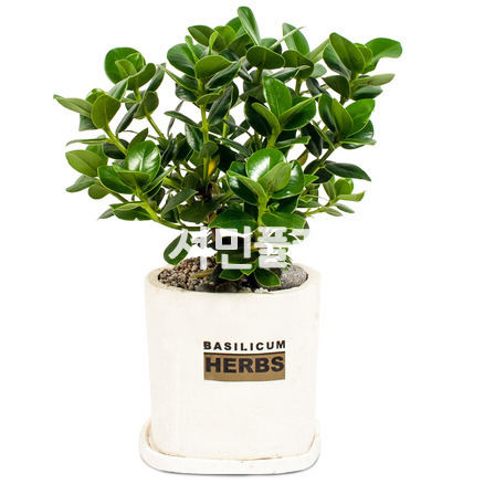 크루시아 s314