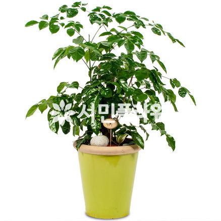 녹보수 칼라분