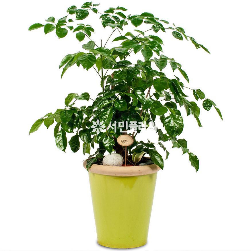 상세이미지