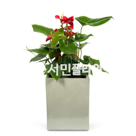 안스리움 사각분