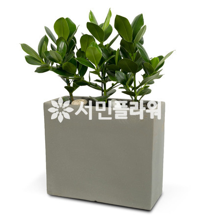 크루시아3 사각시멘트