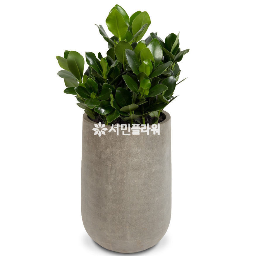 상세이미지