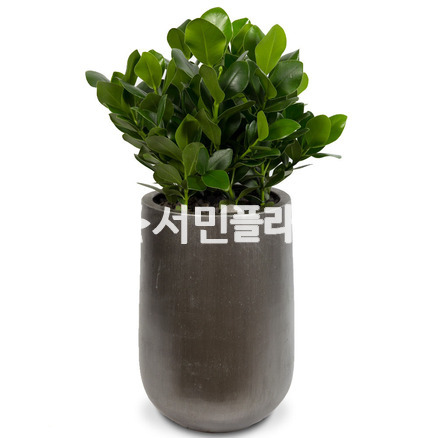 러블리 크루시아