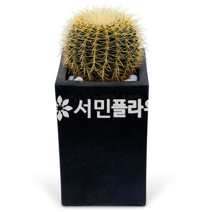 선인장 (문의)