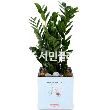 금전수(테이블용)