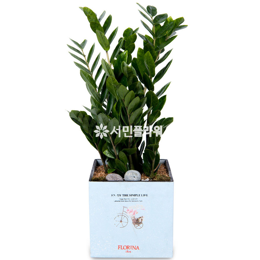 상세이미지