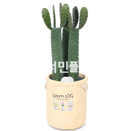 용신목 선인장 3대 (상품문의)