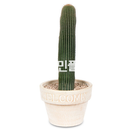 선인장