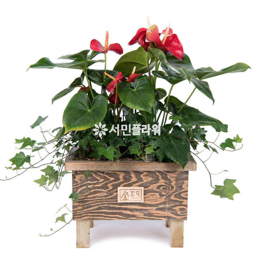 상세이미지