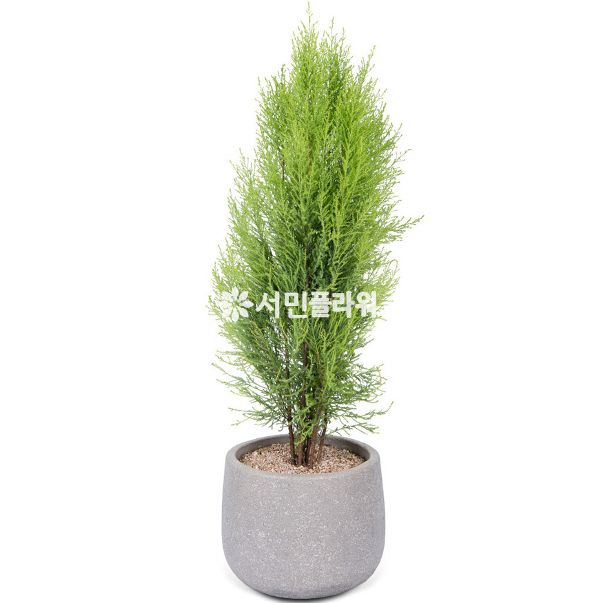 상세이미지