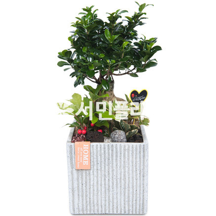 인삼팬더