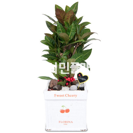 크로톤