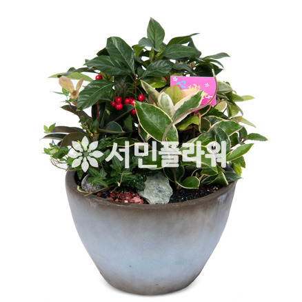 모듬화분 m920