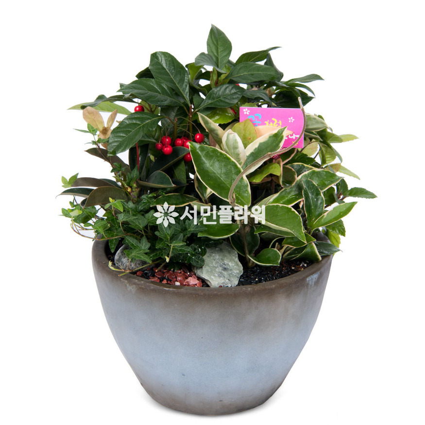 상세이미지