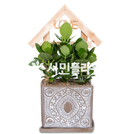 크루시아 s3516
