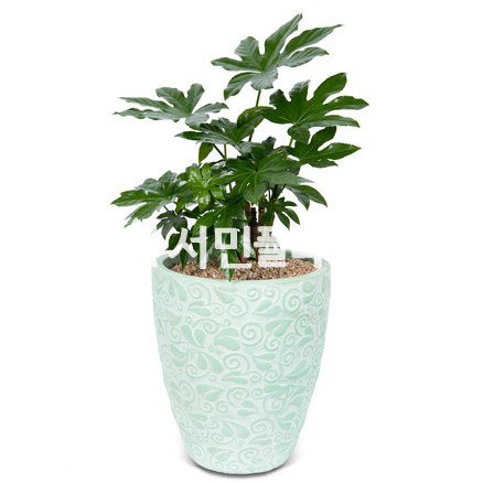 팔손이