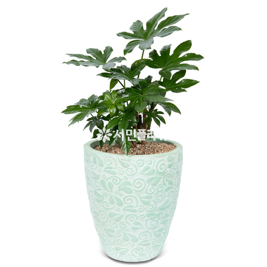 상세이미지
