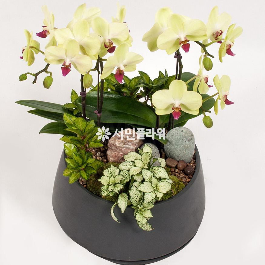 상세이미지