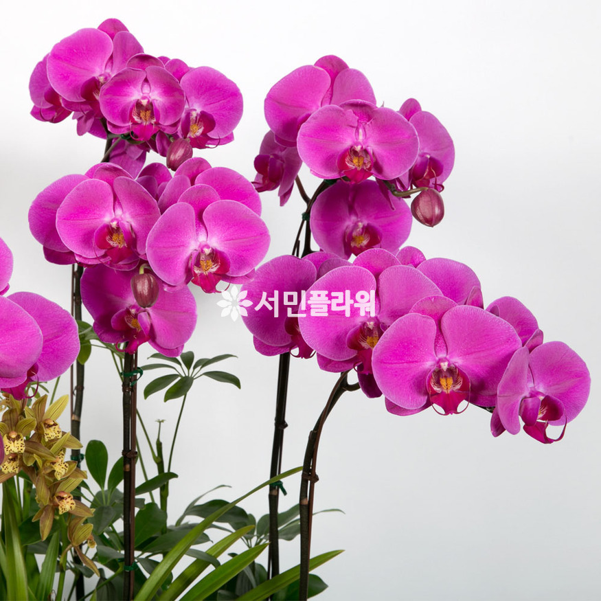 상세이미지