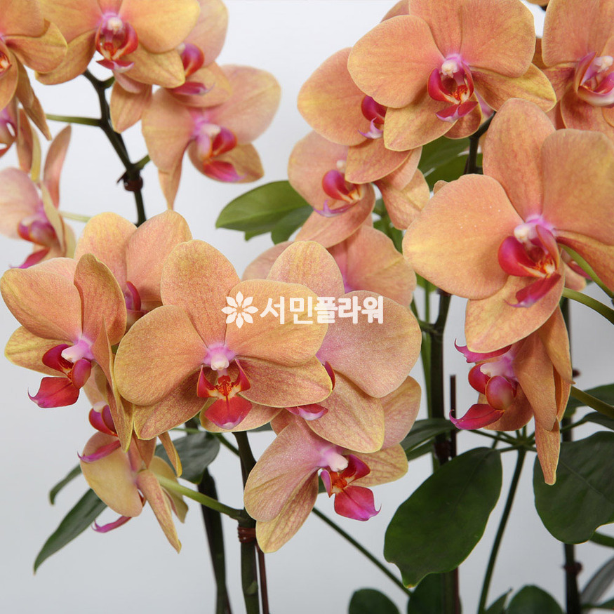 상세이미지