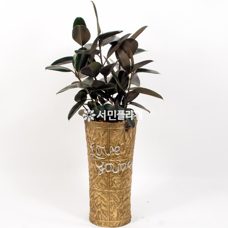 상세이미지