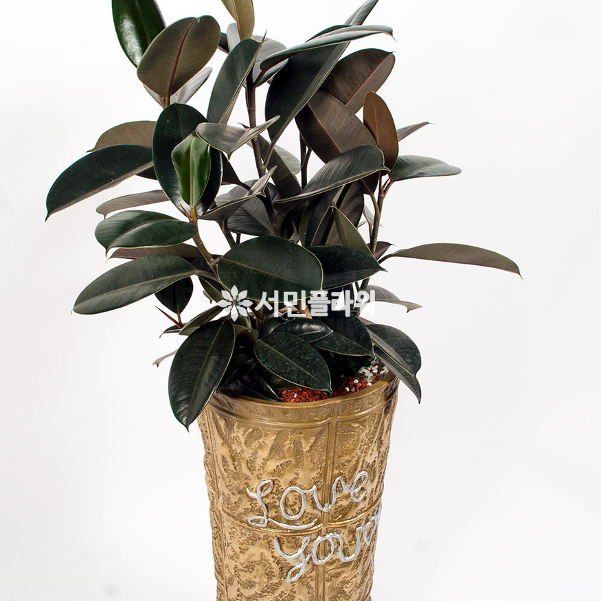 상세이미지