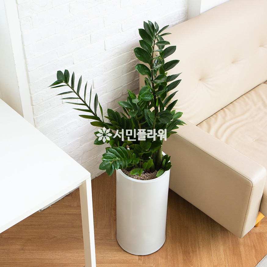 상세이미지