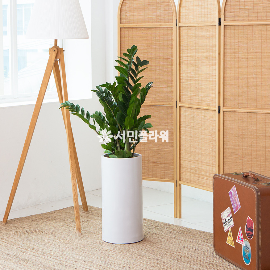 상세이미지