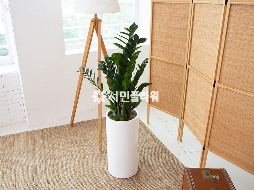 상세이미지