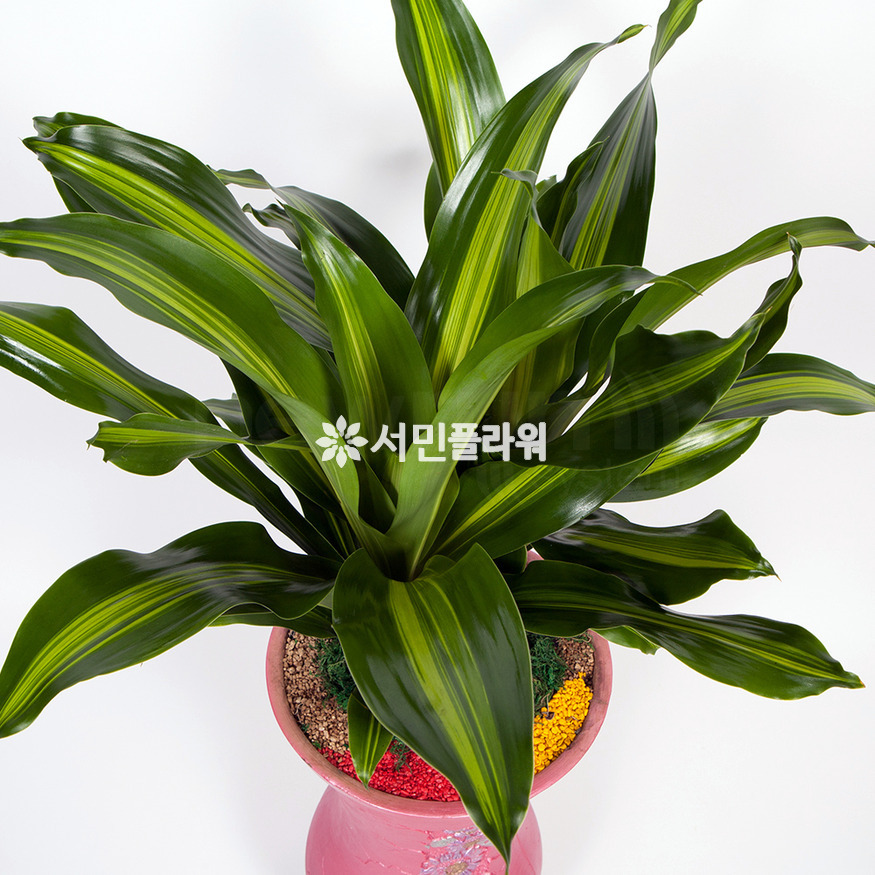 상세이미지
