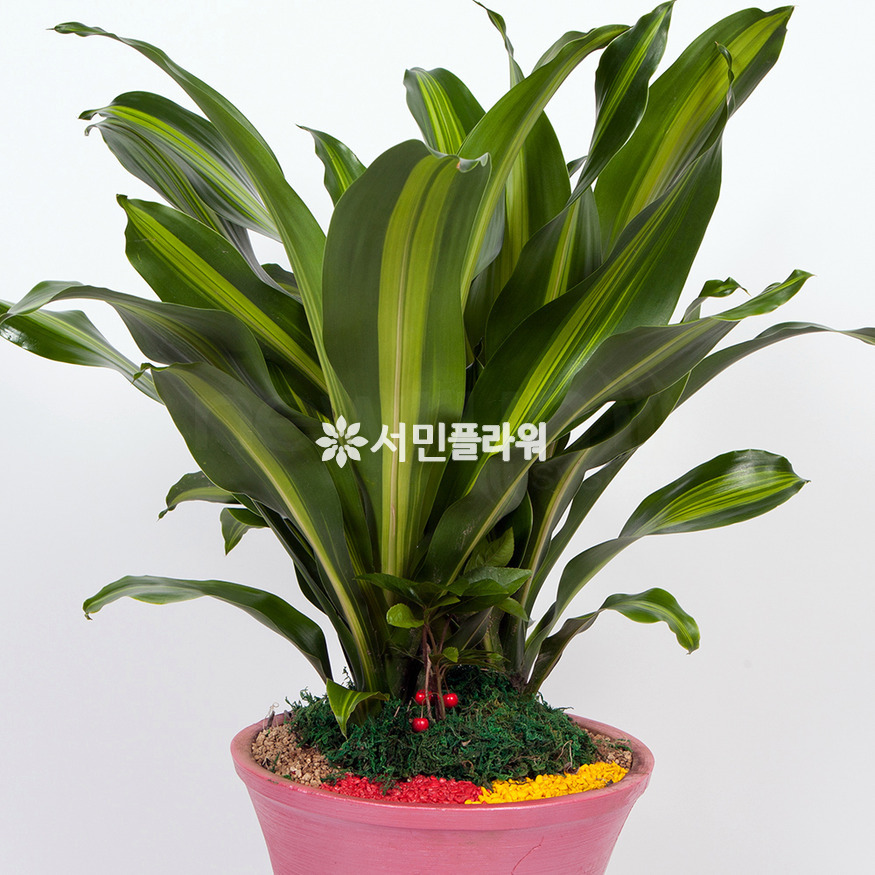 상세이미지