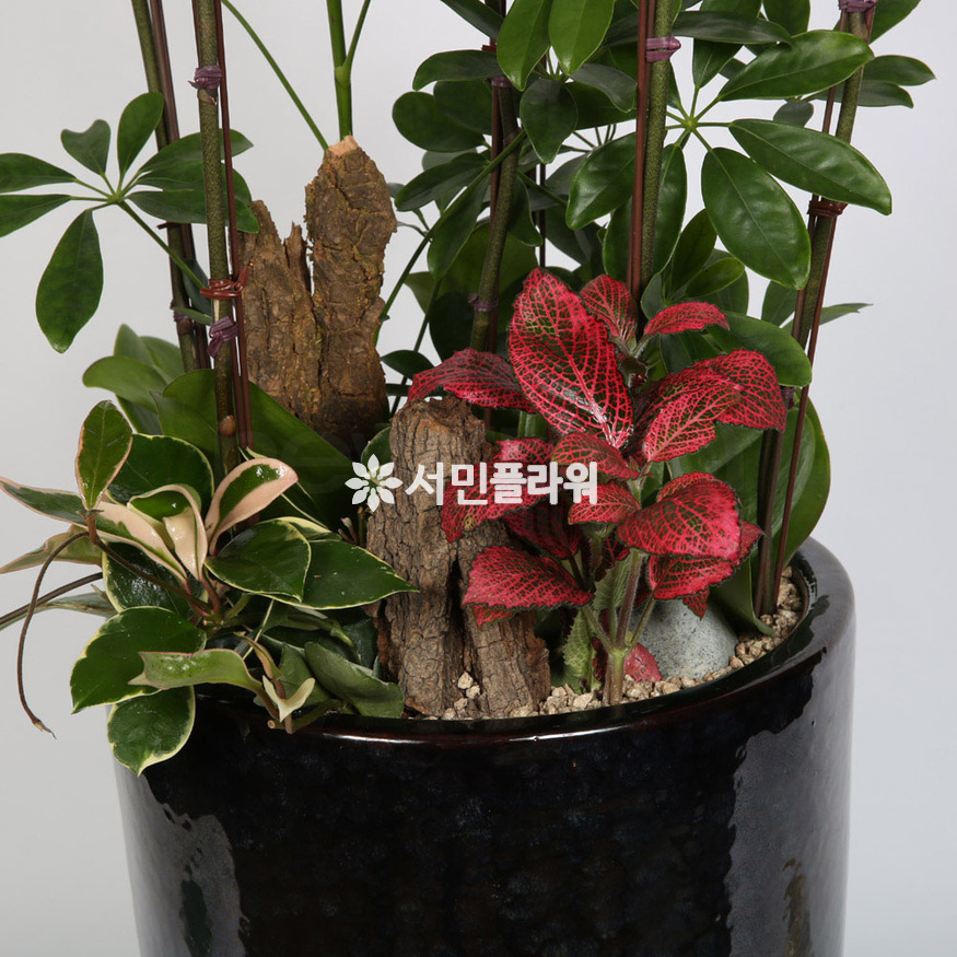상세이미지