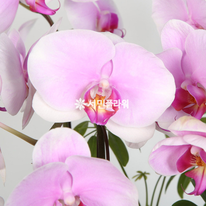 상세이미지