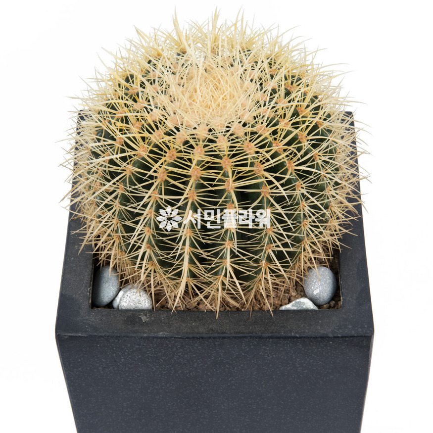 상세이미지