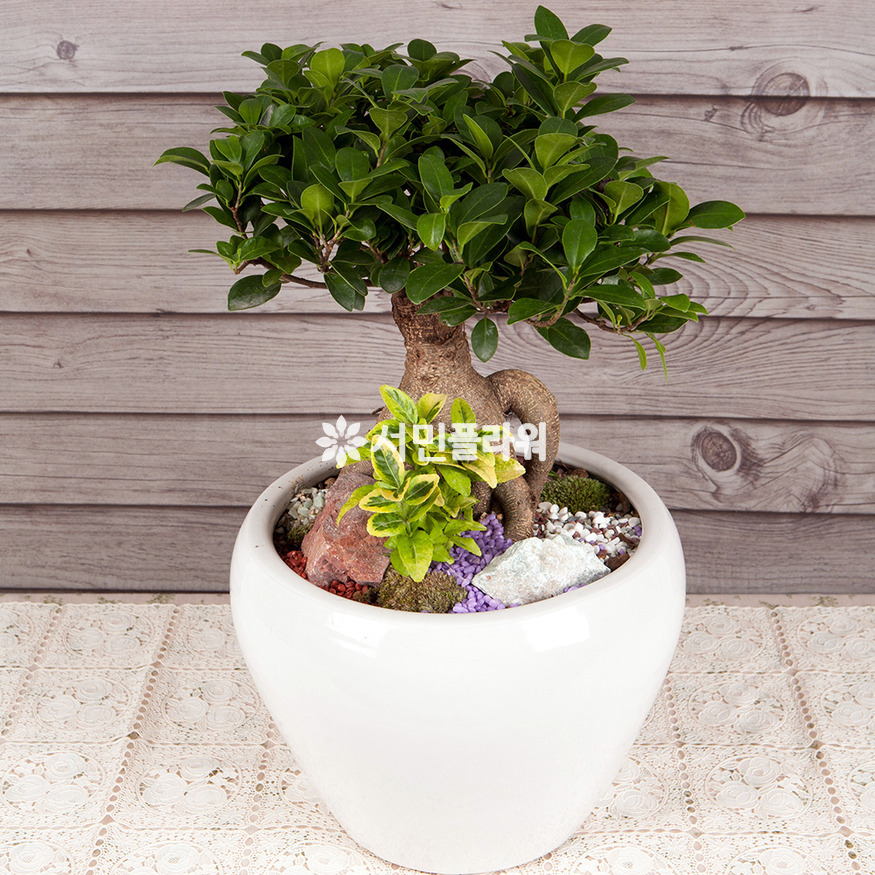 상세이미지