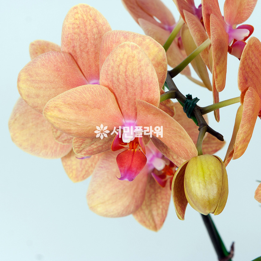 상세이미지
