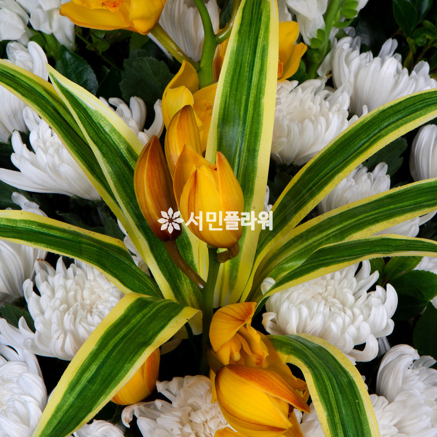 상세이미지