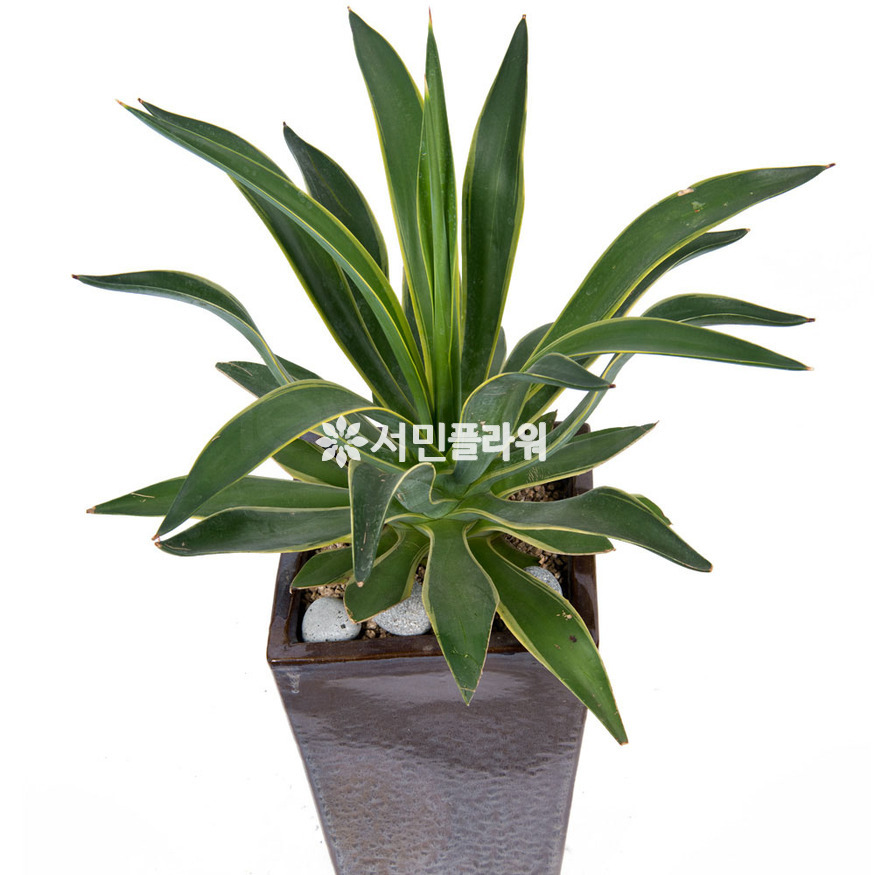 상세이미지