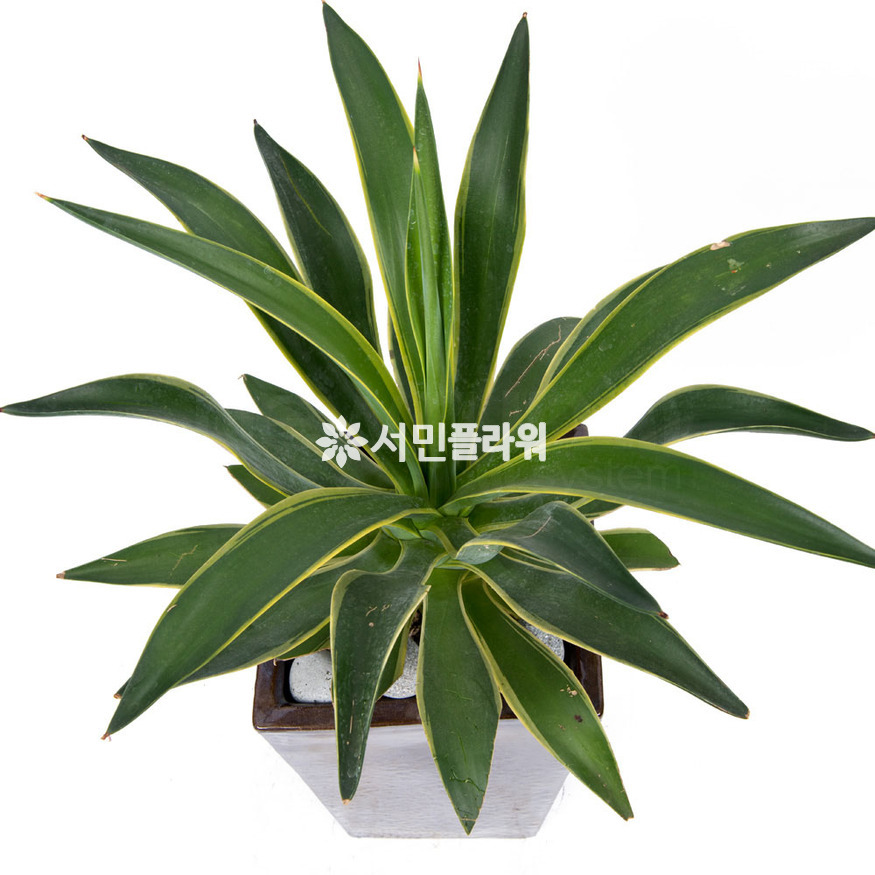 상세이미지