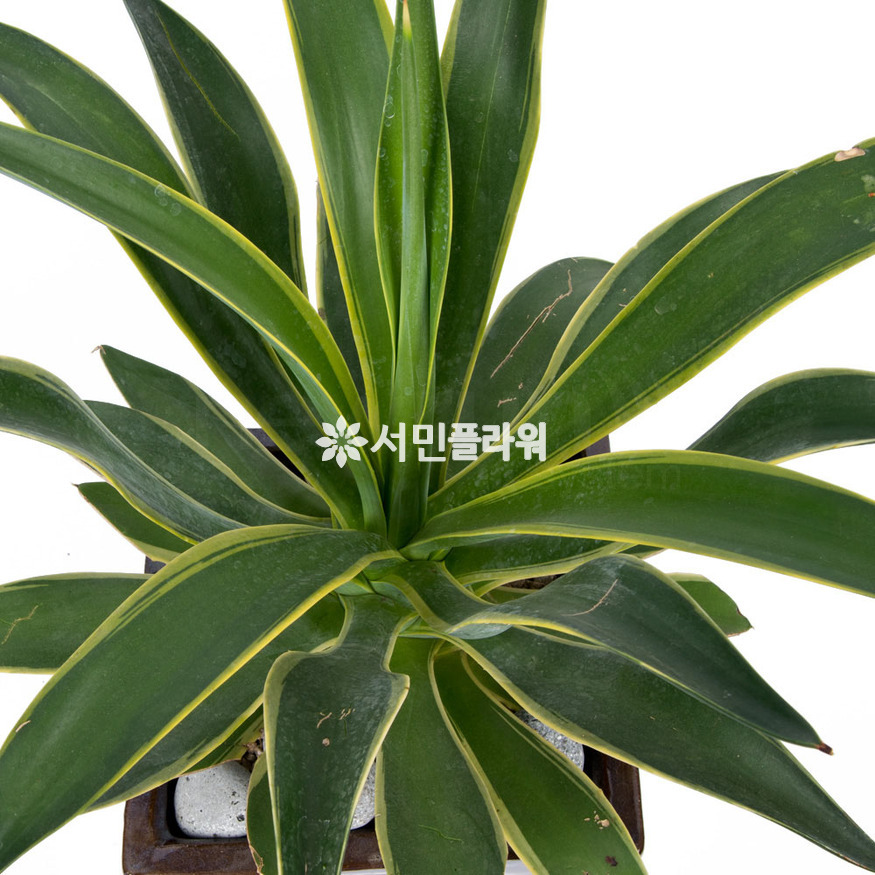 상세이미지
