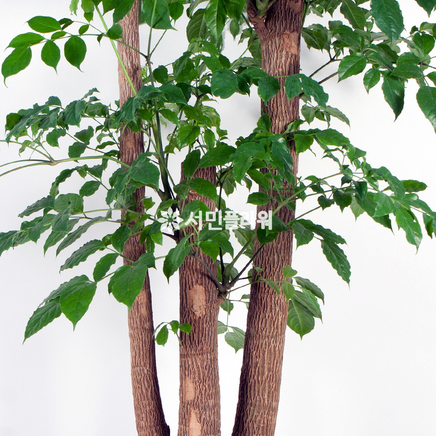 상세이미지