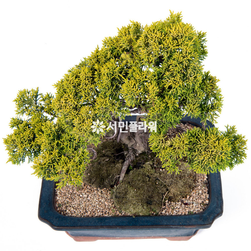 상세이미지